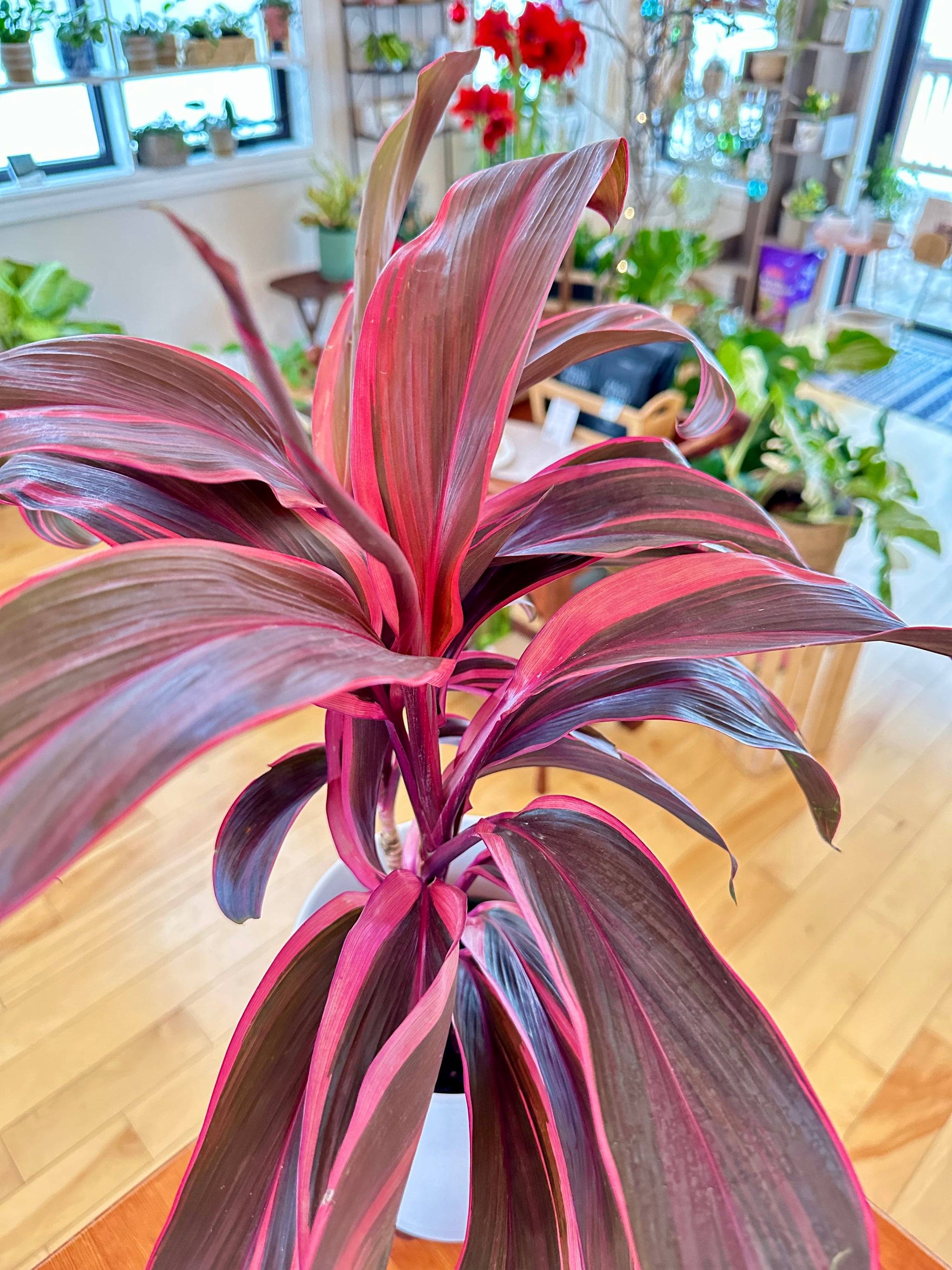 Cordyline Electra