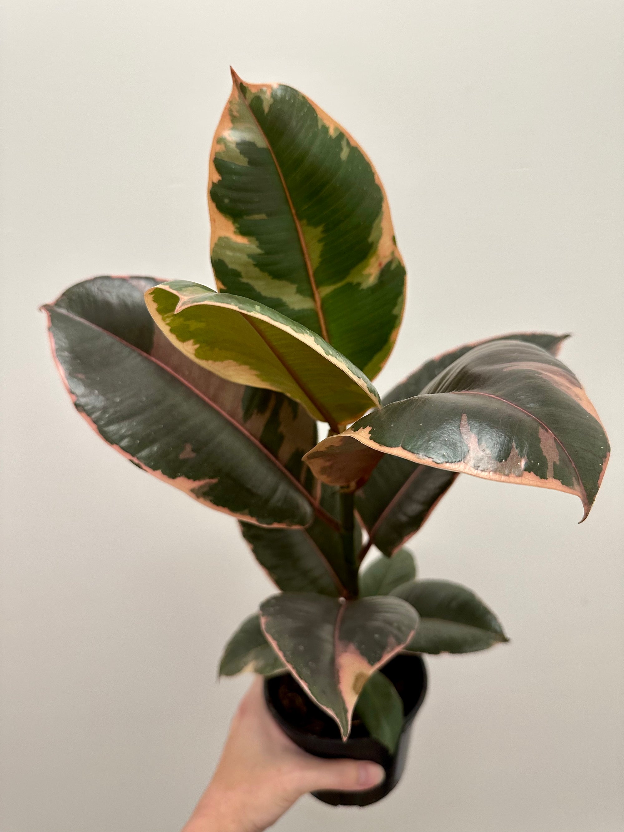 Ficus Elastica 'Ruby' 5”