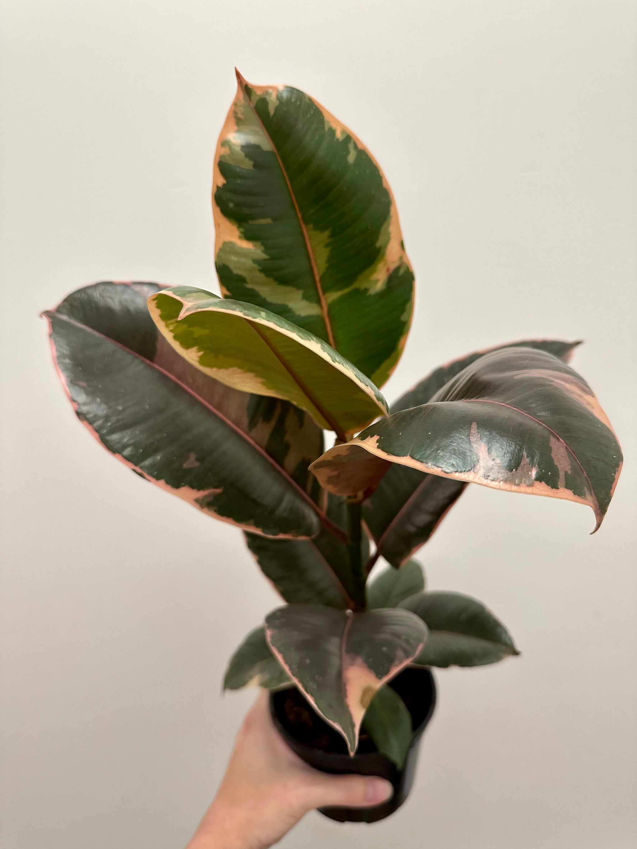Ficus Elastica 'Ruby' 5”