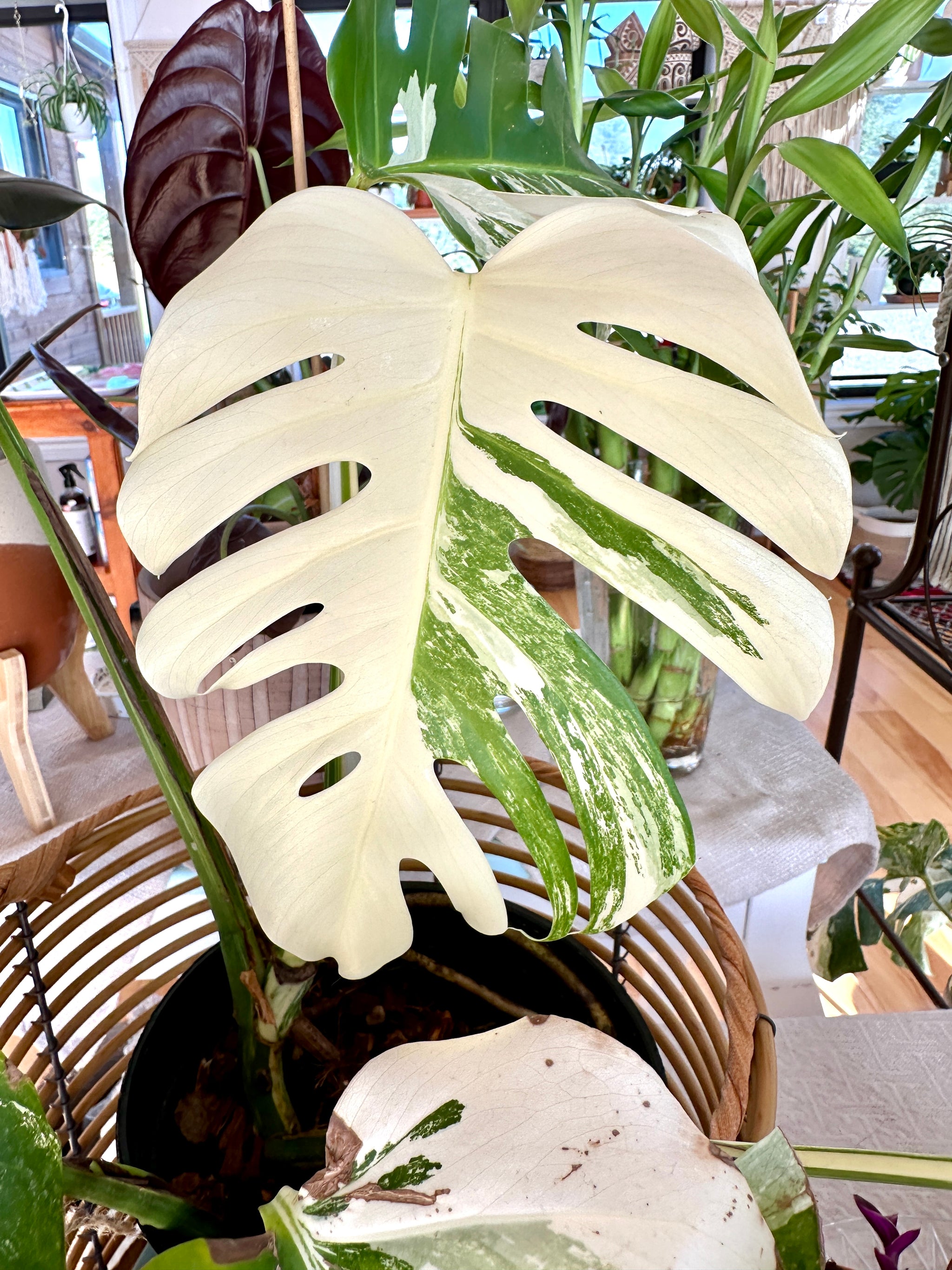 Monstera Albo