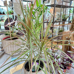 dracaena marginata bicolor