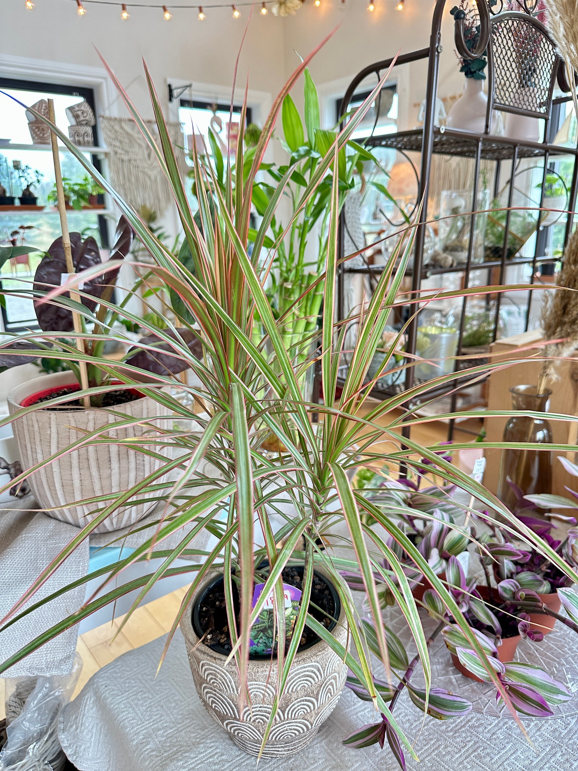 dracaena marginata pink Dracaena marginata 'bicolore'