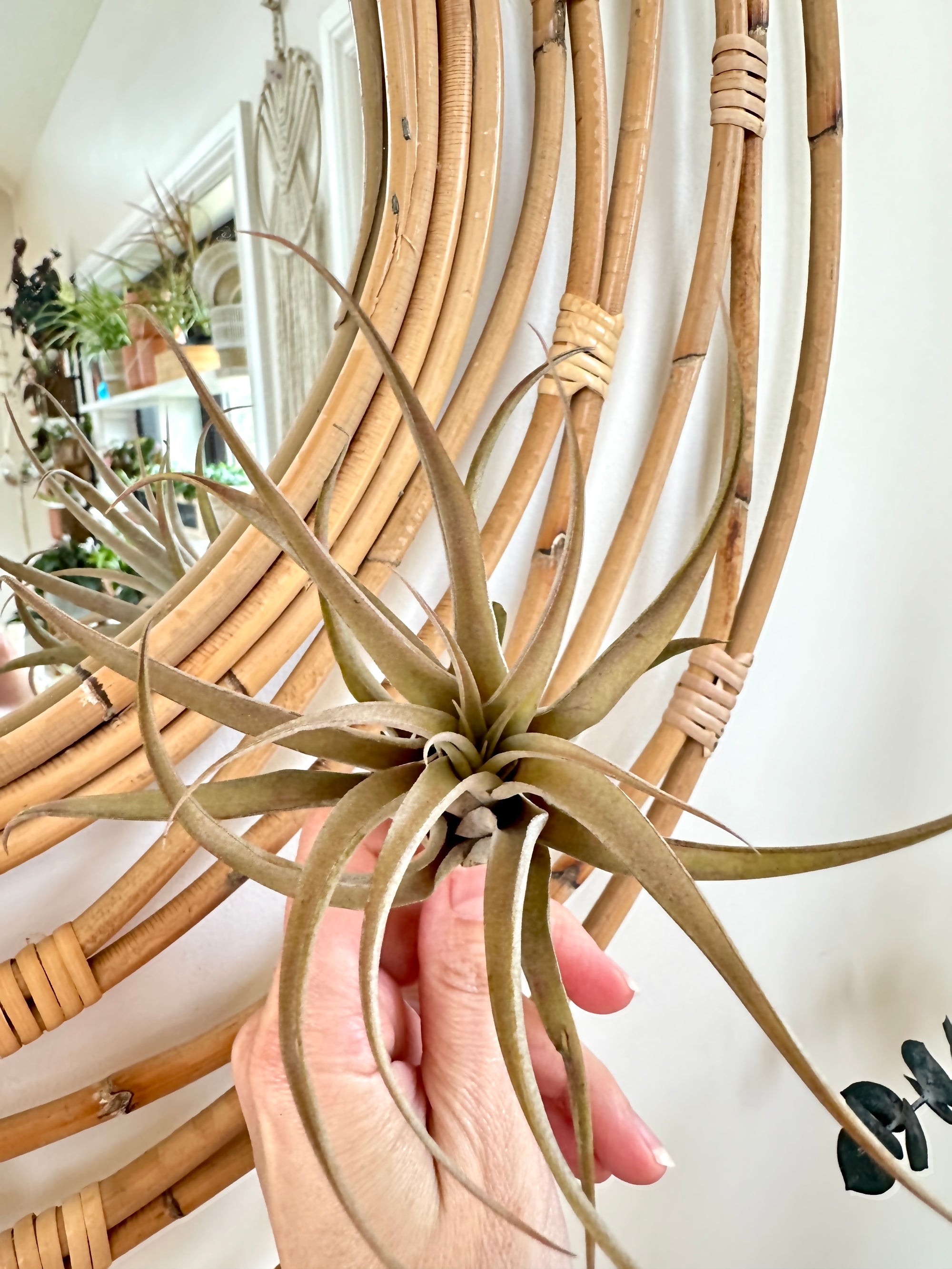 Tillandsias (medium)