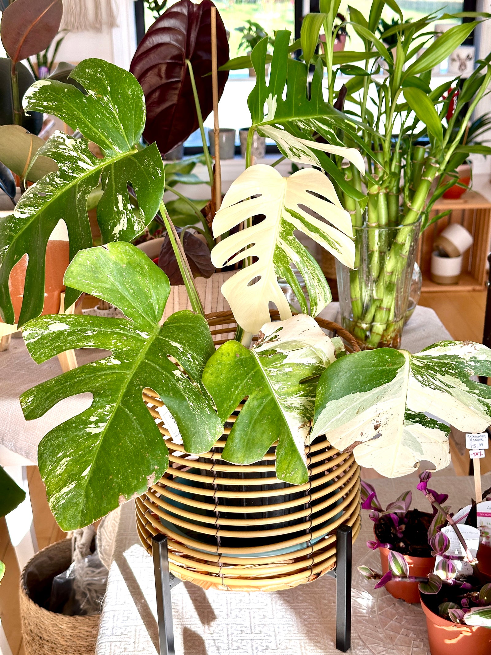 Monstera Albo