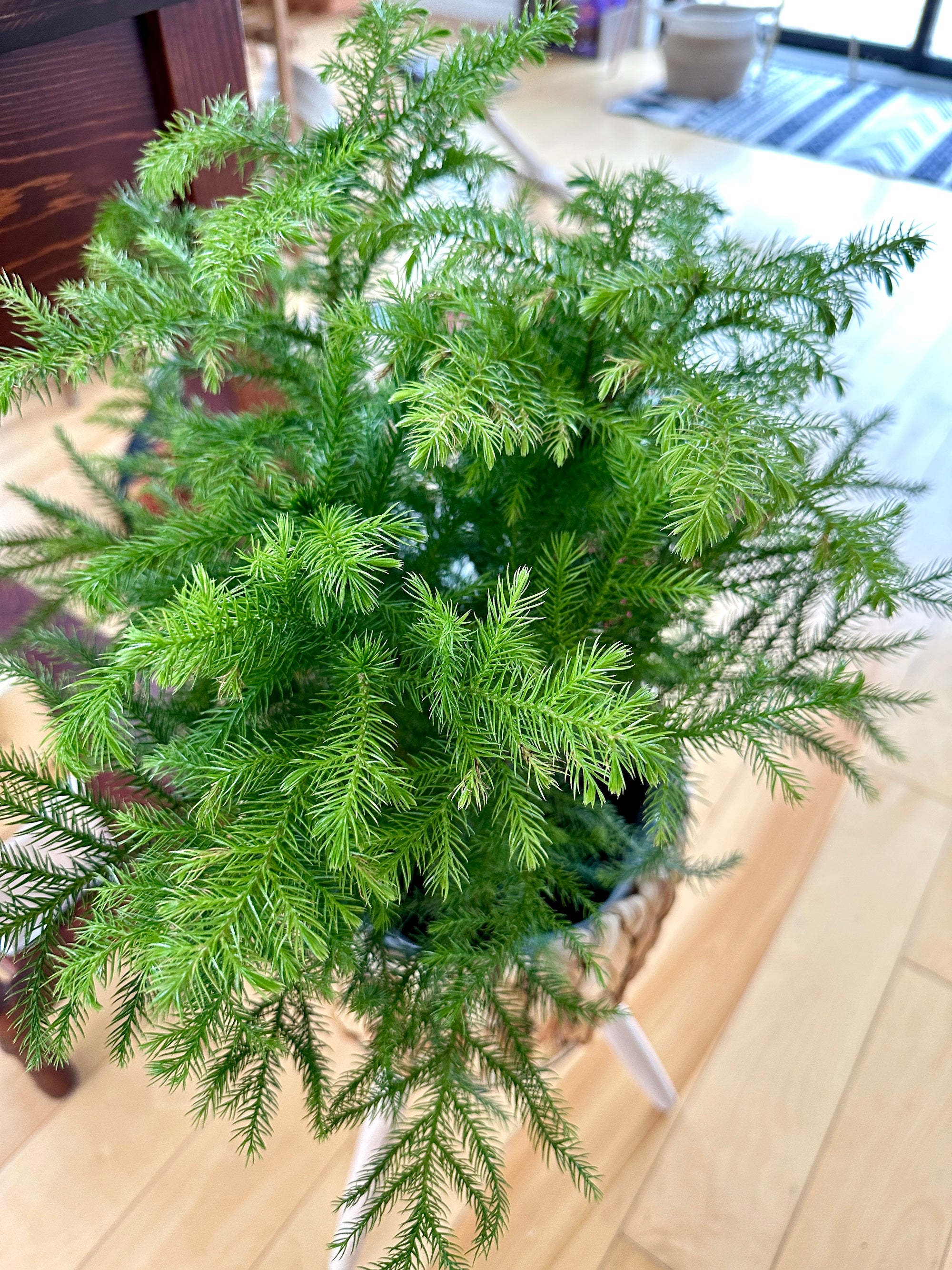 Araucaria 'Norfolk Pine'