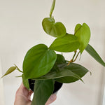 Philodendron Cordatum