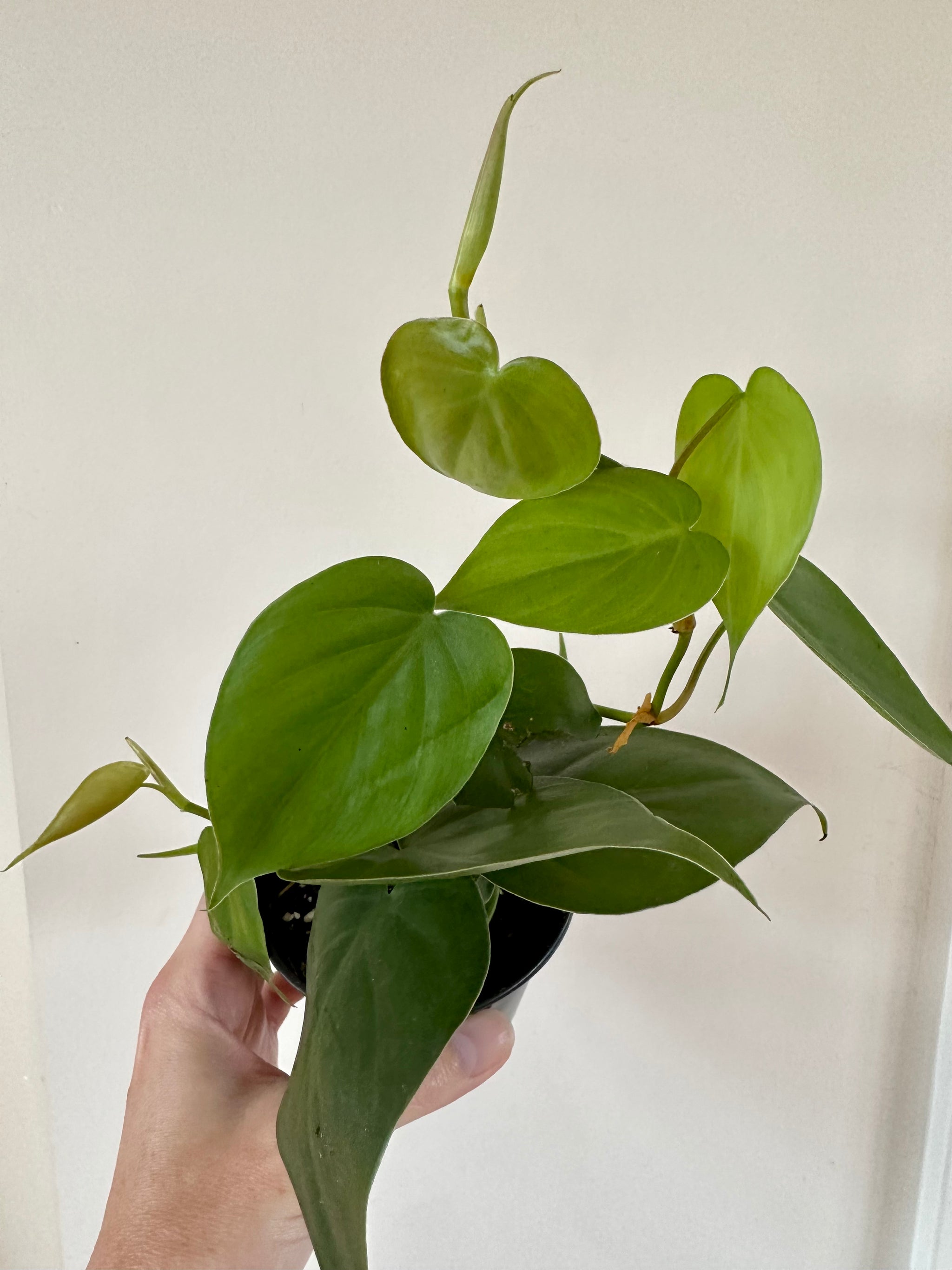 philodendron cordatum