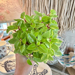 Peperomia Orba Pixie variegata