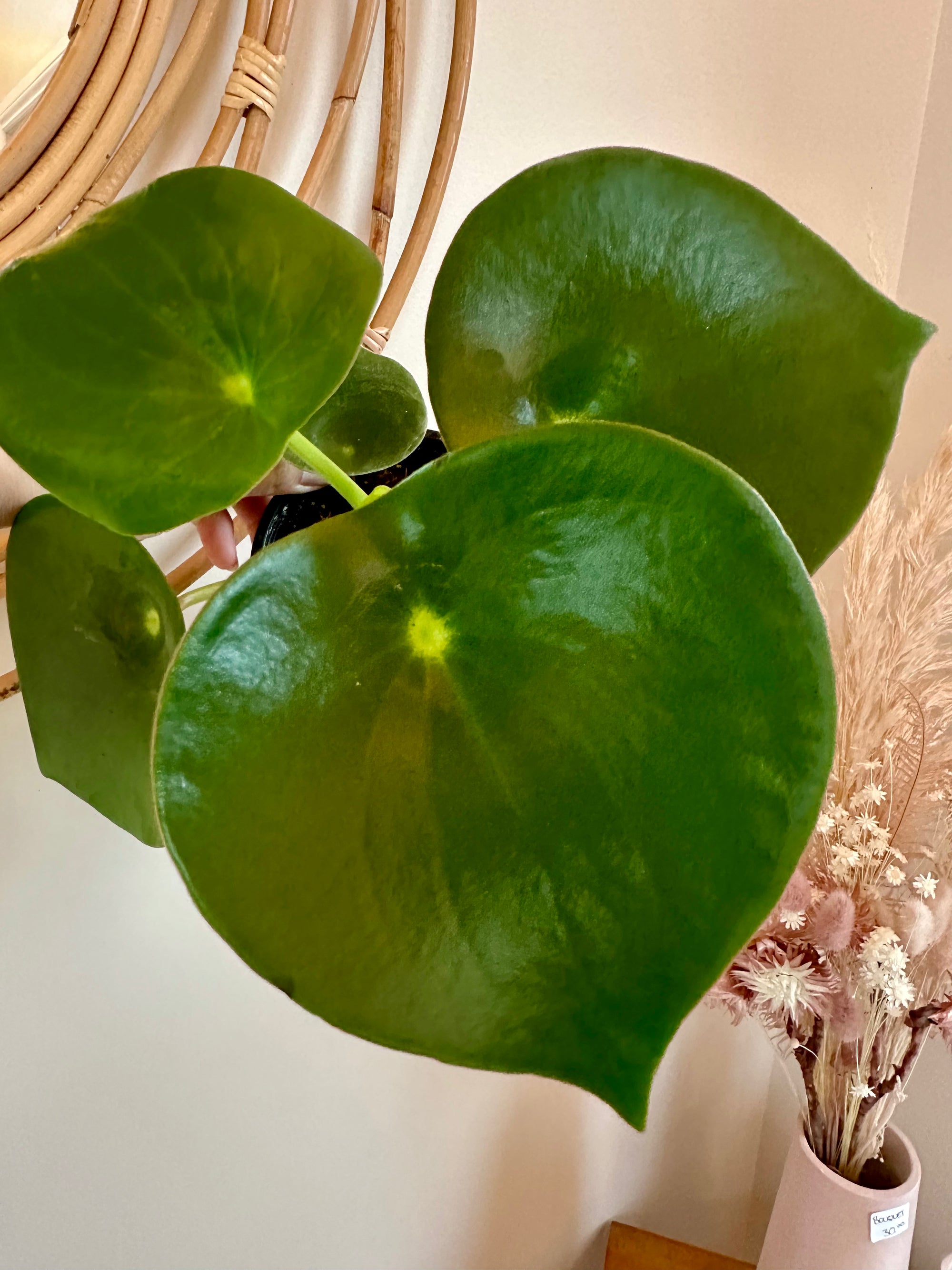 Peperomia polybotrya Rain Drop