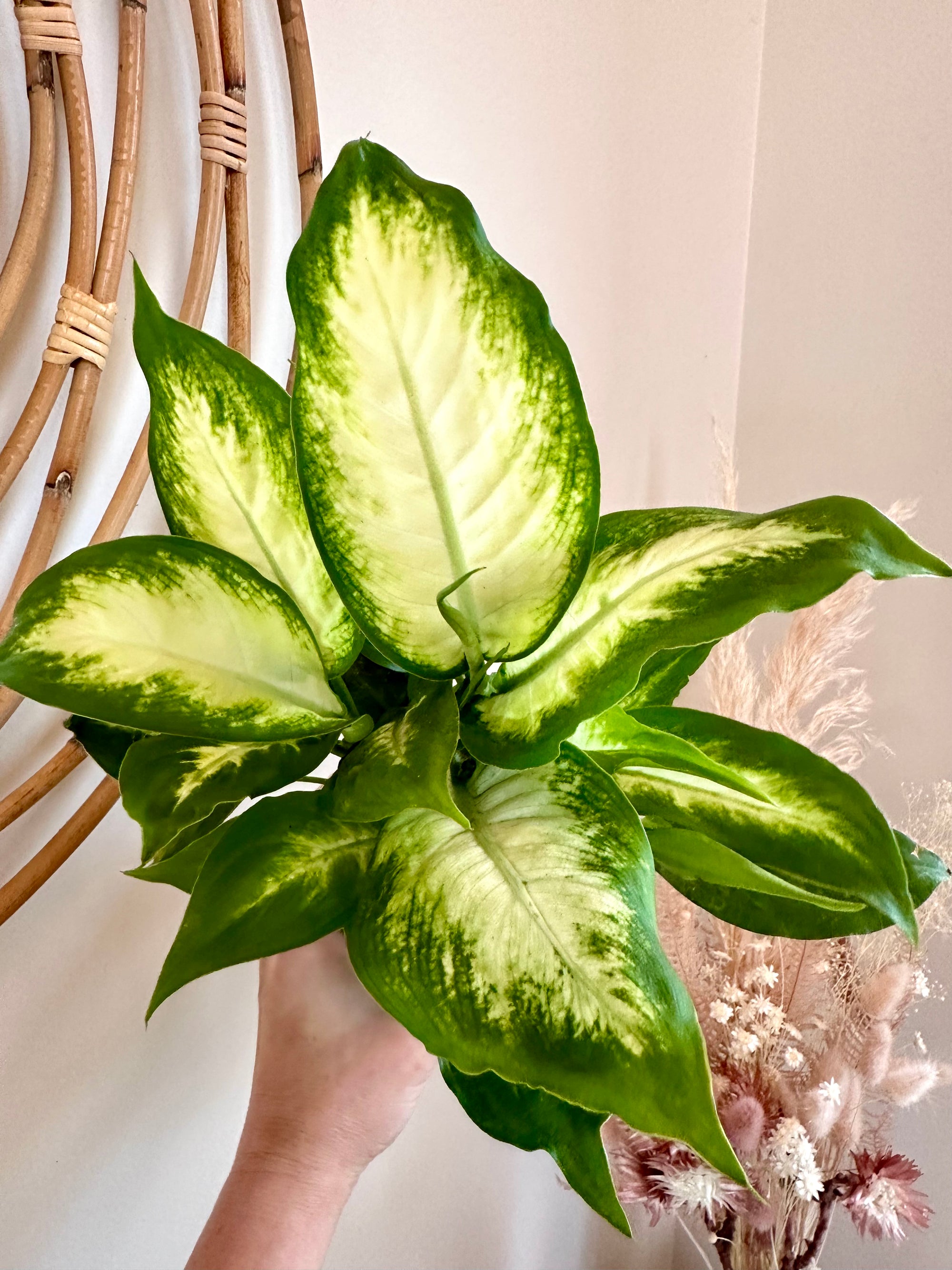 Dieffenbachia 'Camille'