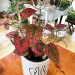 hypoestes polka dot plant