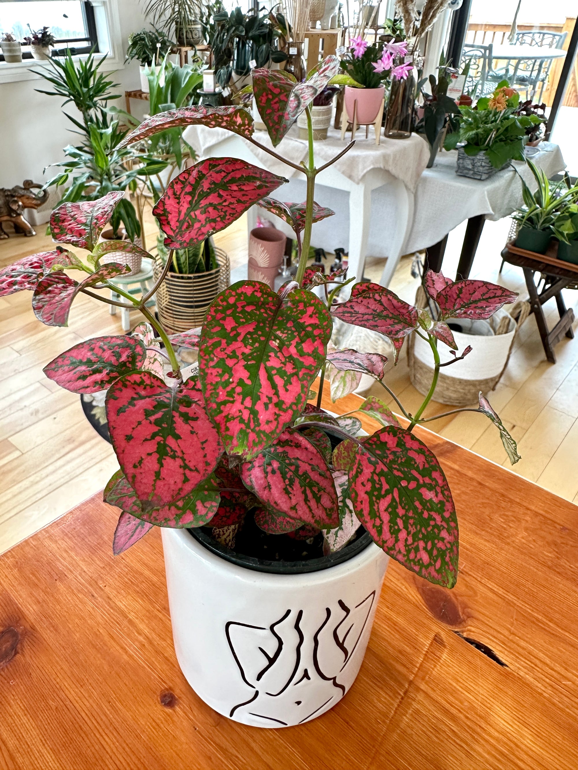 Hypoestes "Polka Dot"