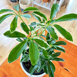 Schefflera Arboricola variegata 4"