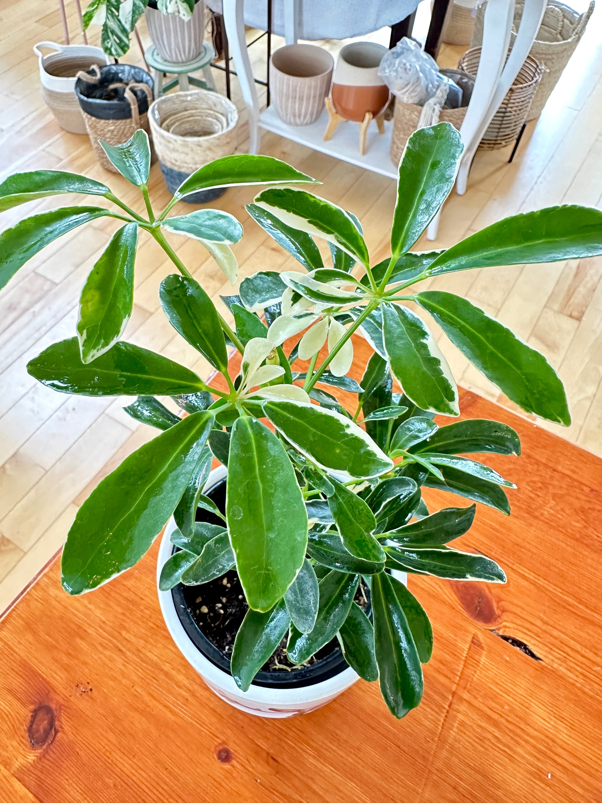 Schefflera Arboricola variegata 4"