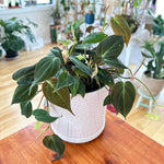 Philodendron Micans