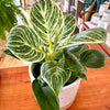 Philodendron Birkin