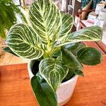 Philodendron Birkin