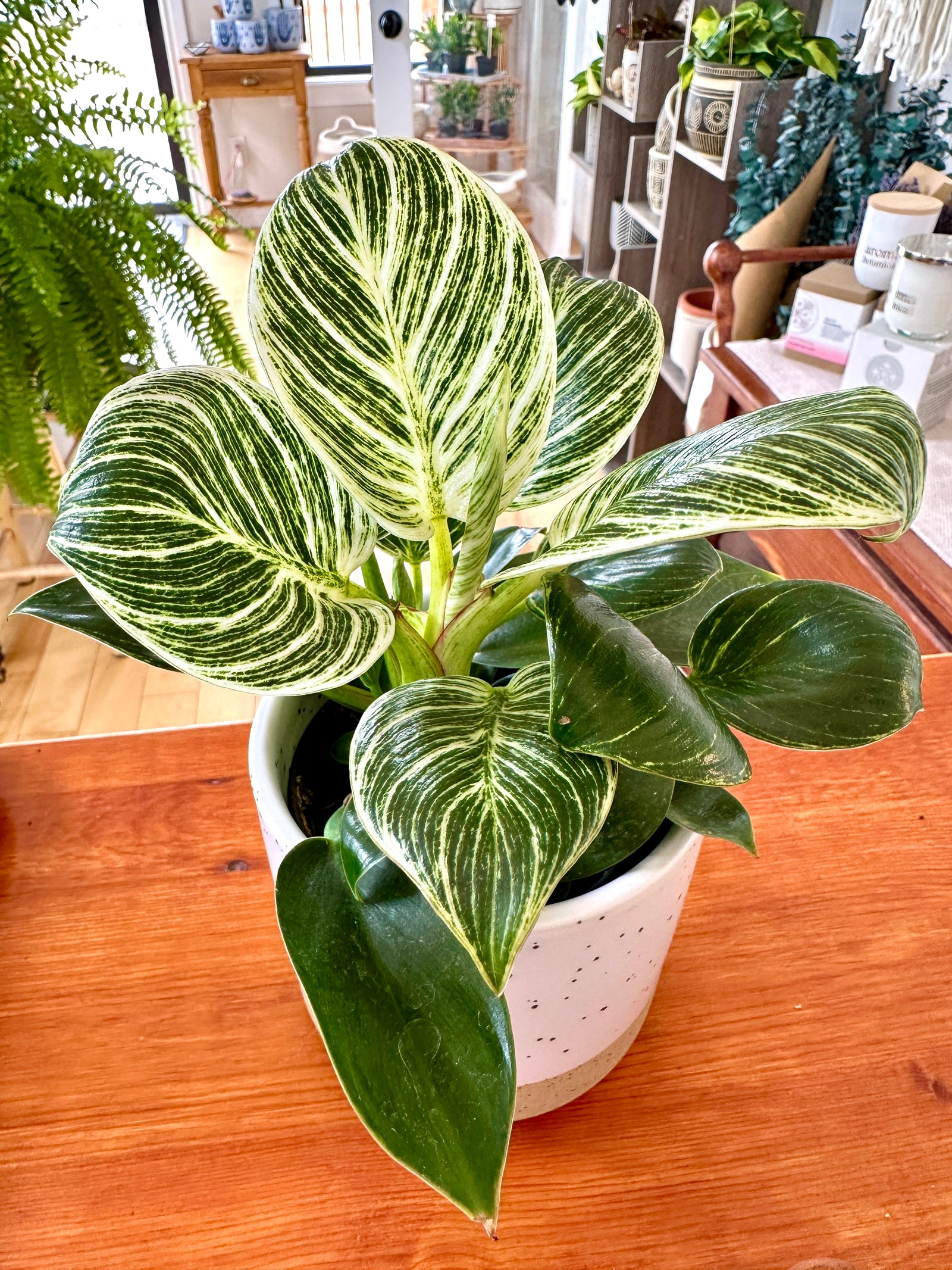 Philodendron Birkin