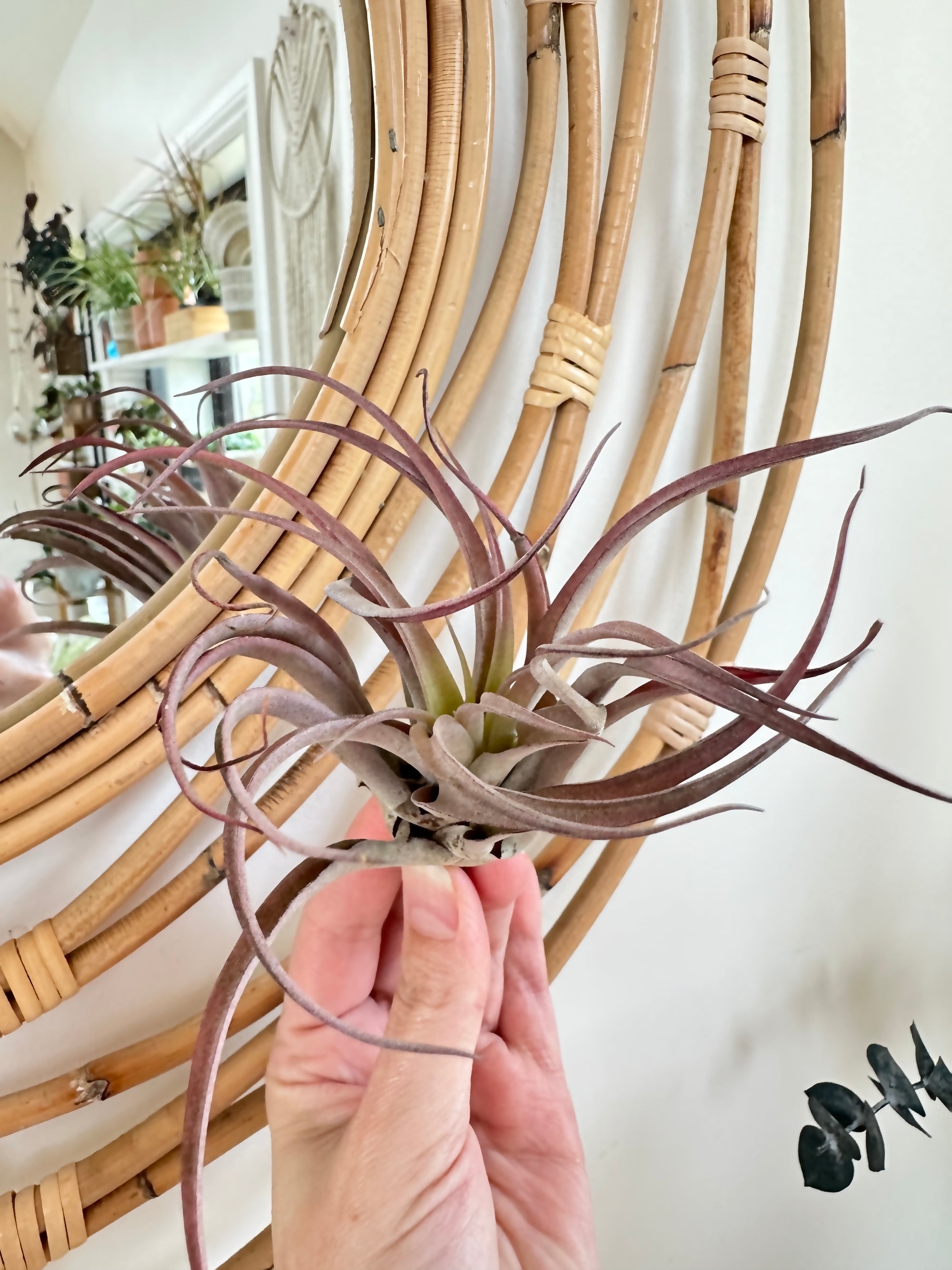 Tillandsias (medium)