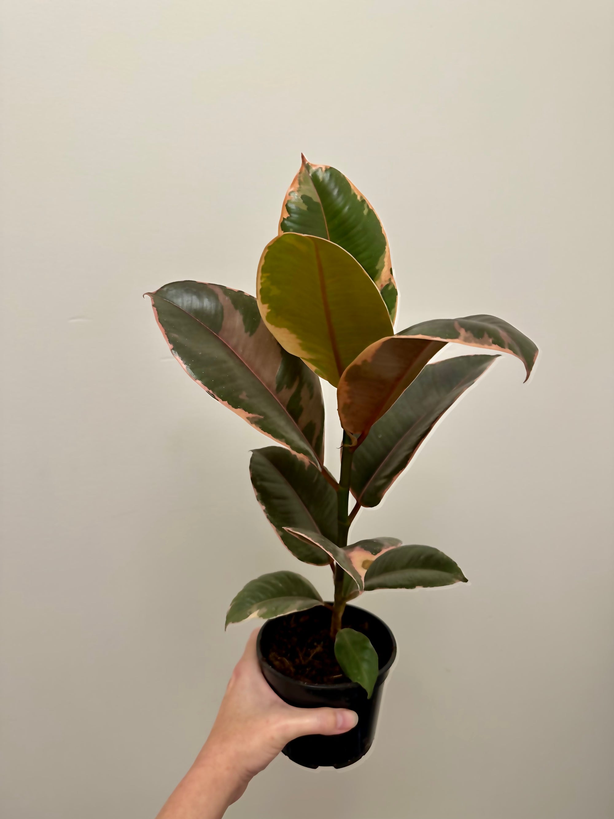 Ficus Elastica 'Ruby' 5”
