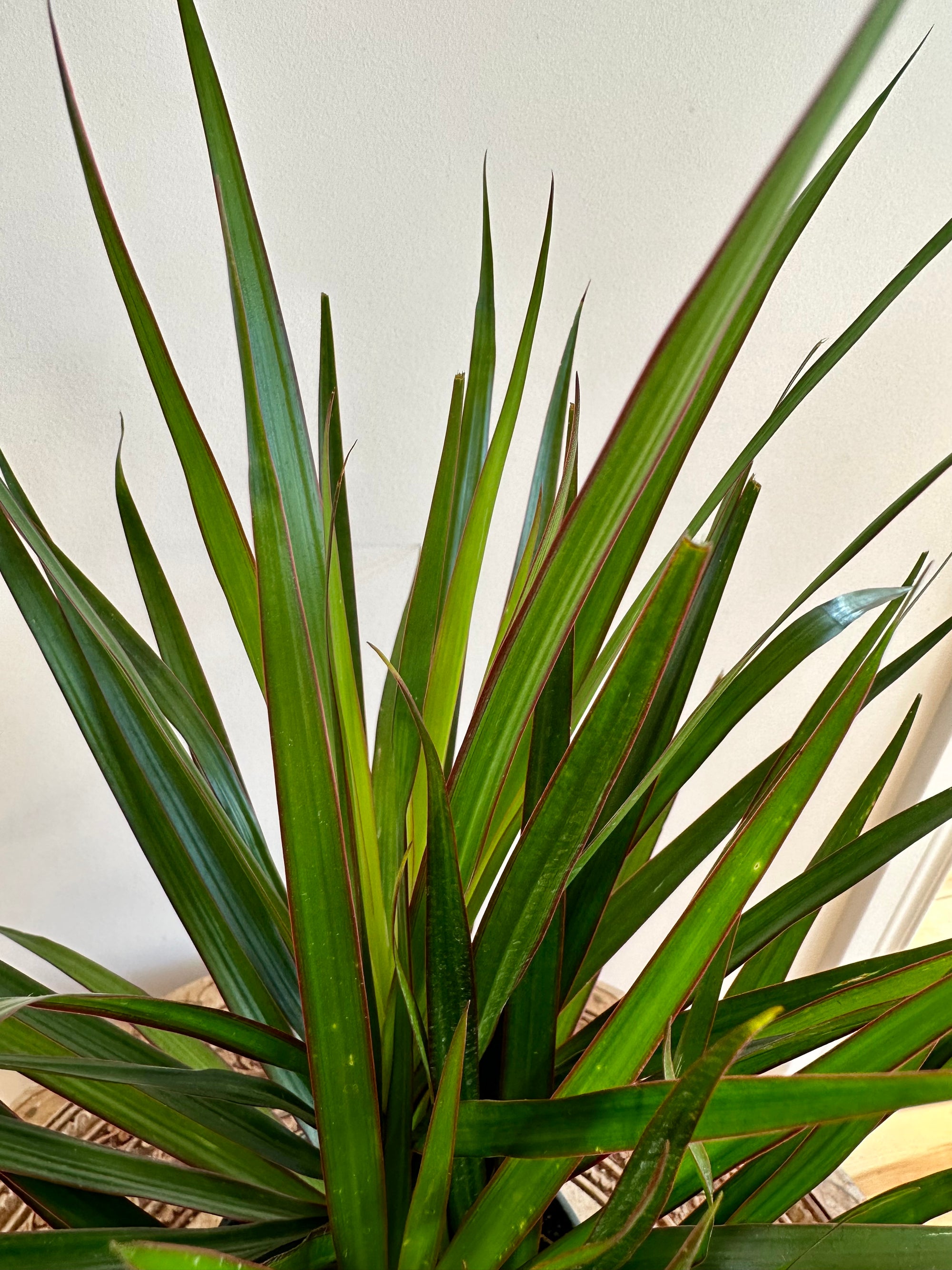 Dracaena marginata 'bicolor'