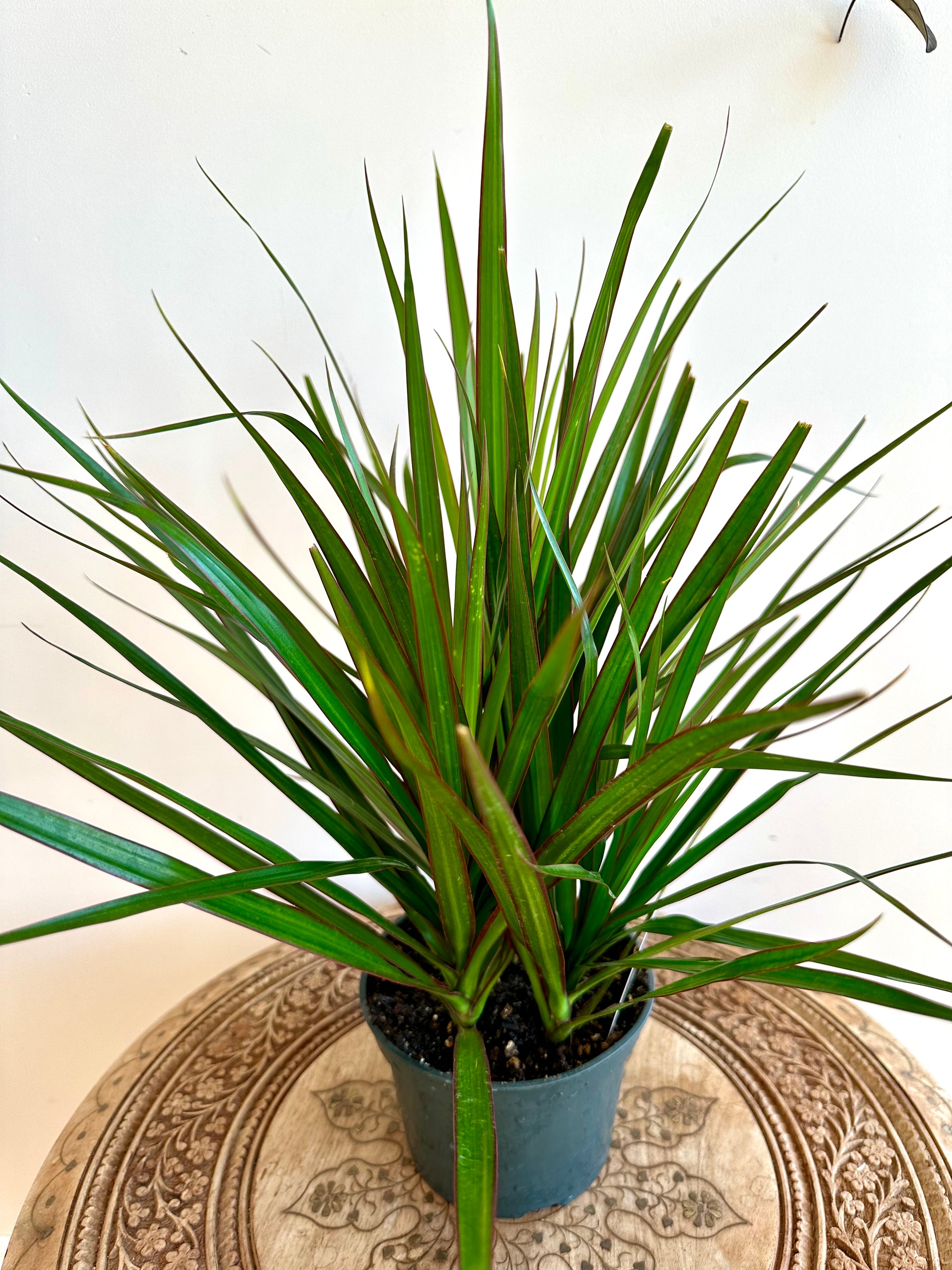 Dracaena marginata 'bicolor'