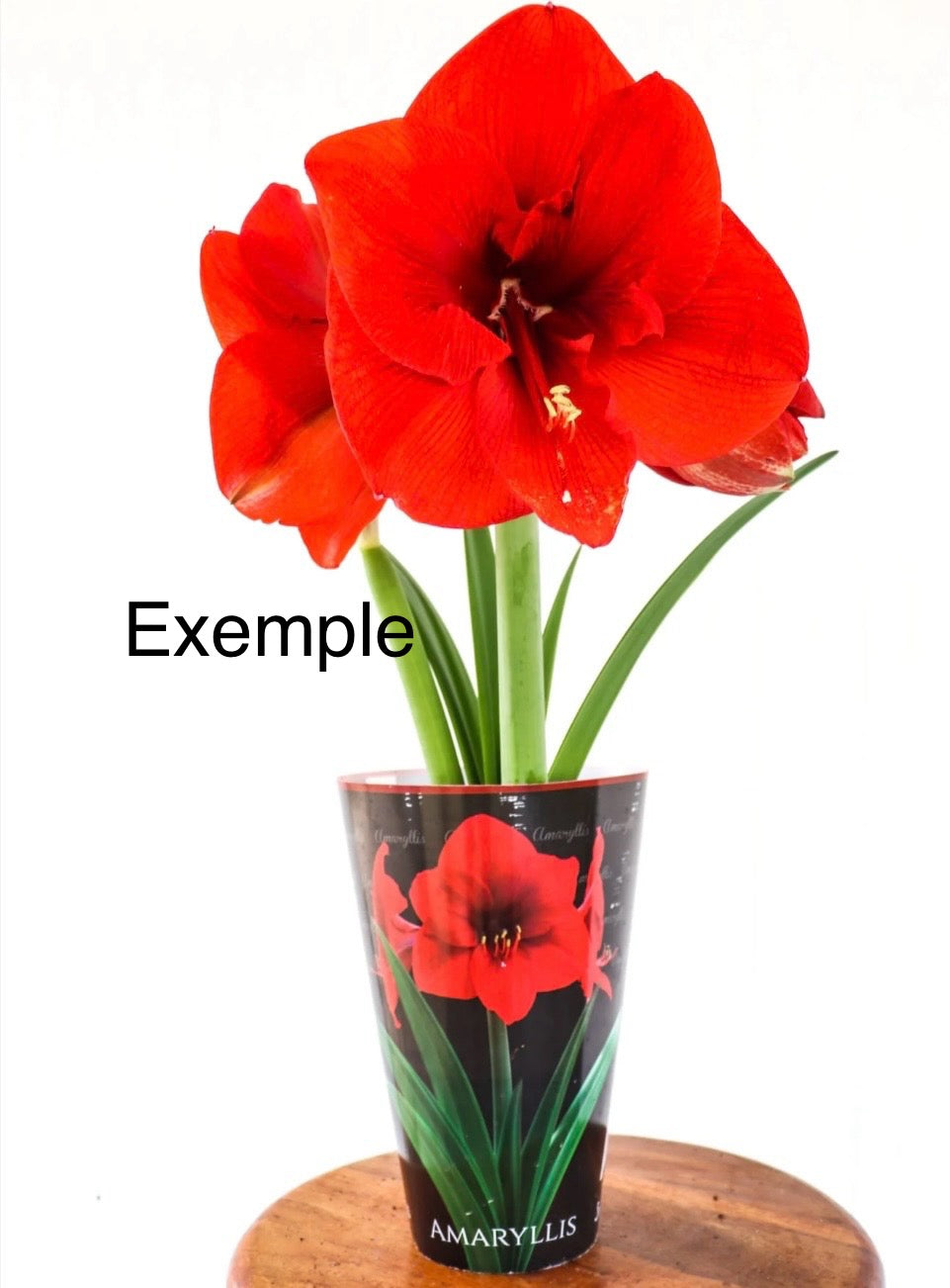 Amaryllis