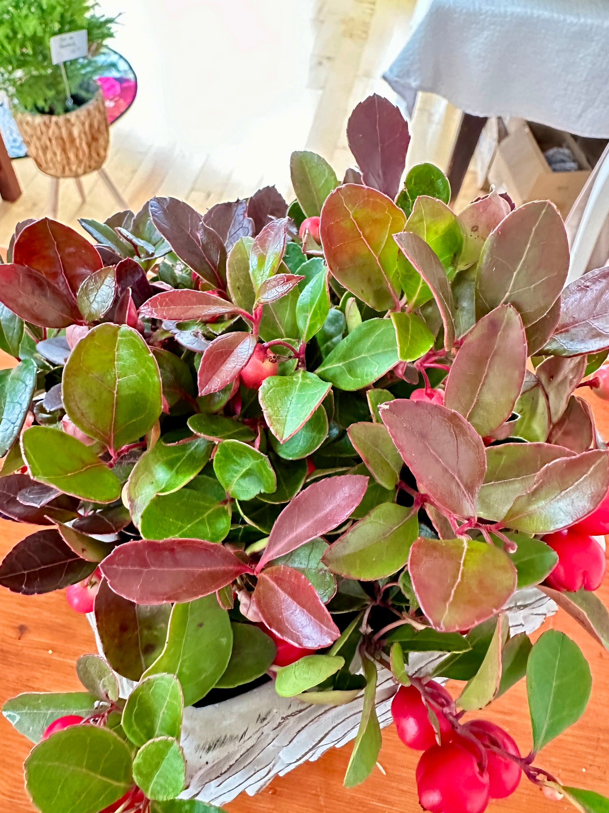 Gaultheria Procumbens