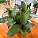 tradescantia pallida Purpurea