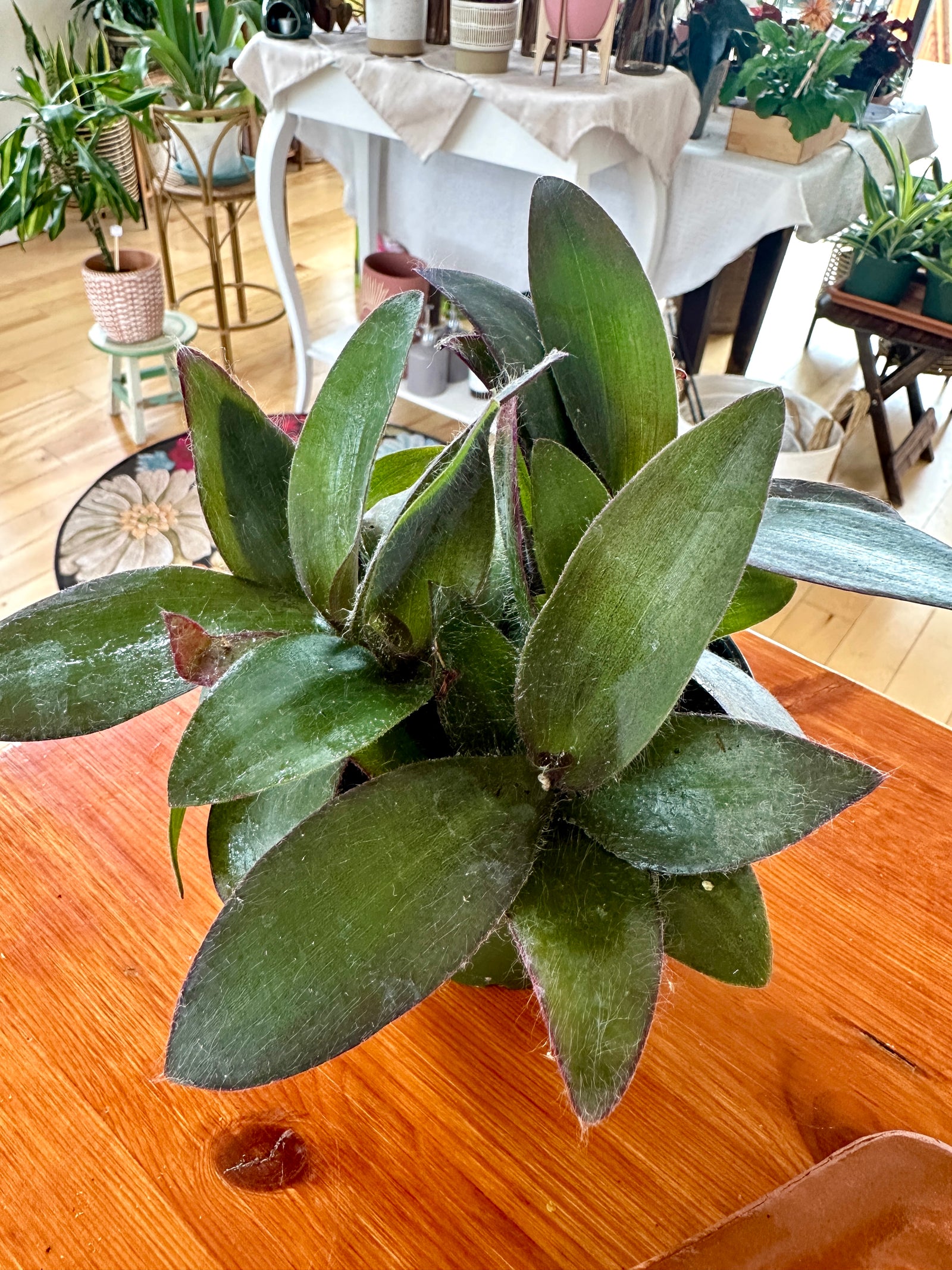 Tradescantia Pallida Purpurea “Purple Misery”