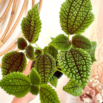 pilea moon valley