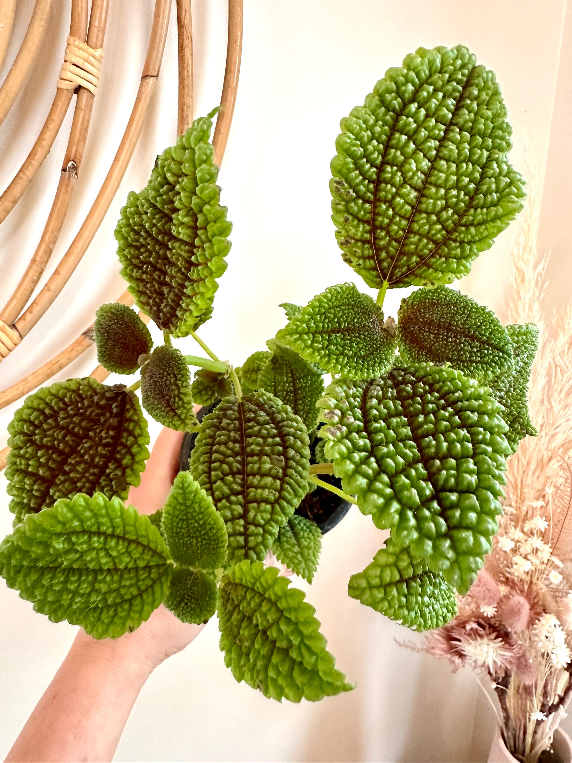 pilea moon valley