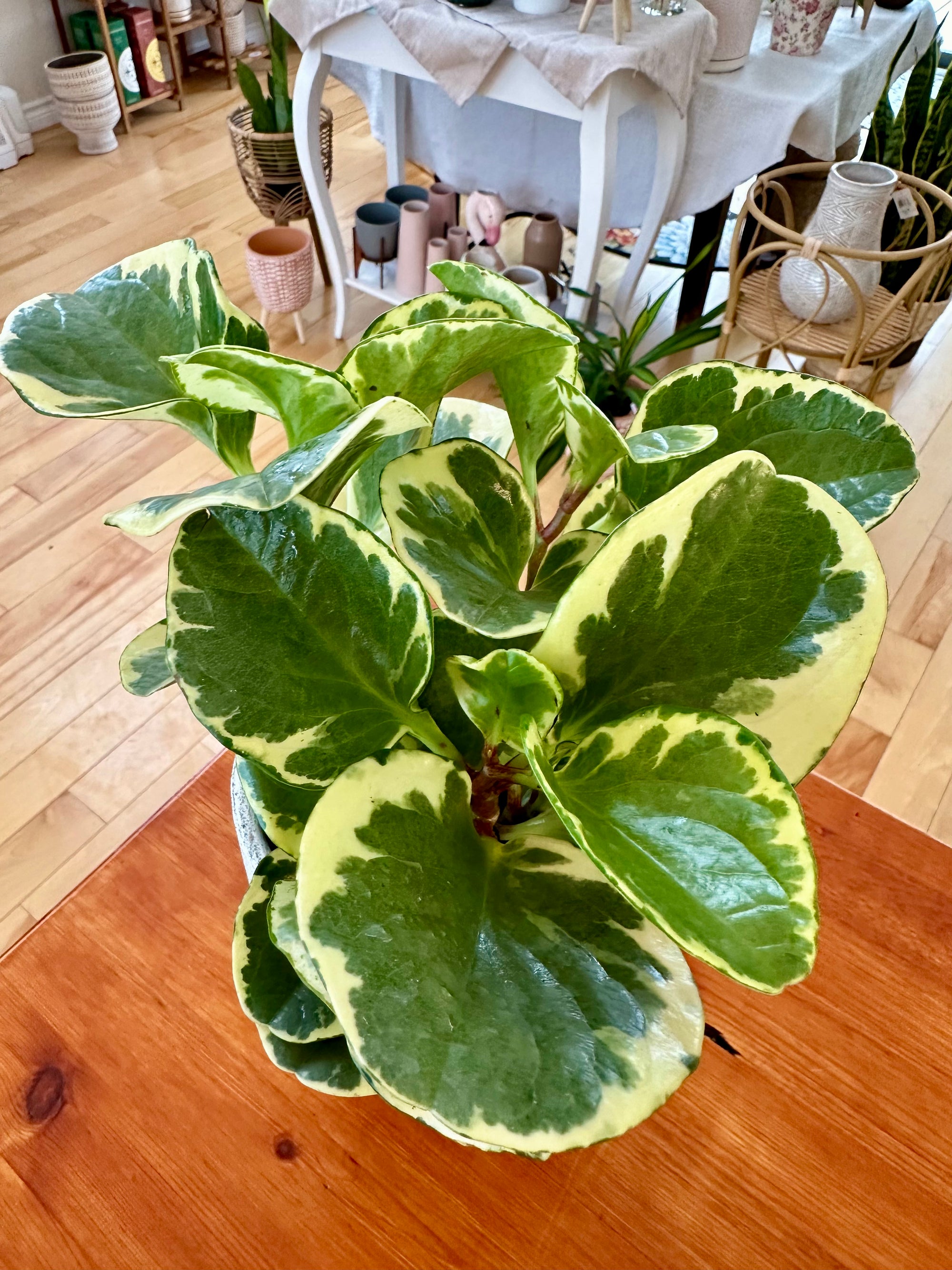 Peperomia Obtusifolia variegata