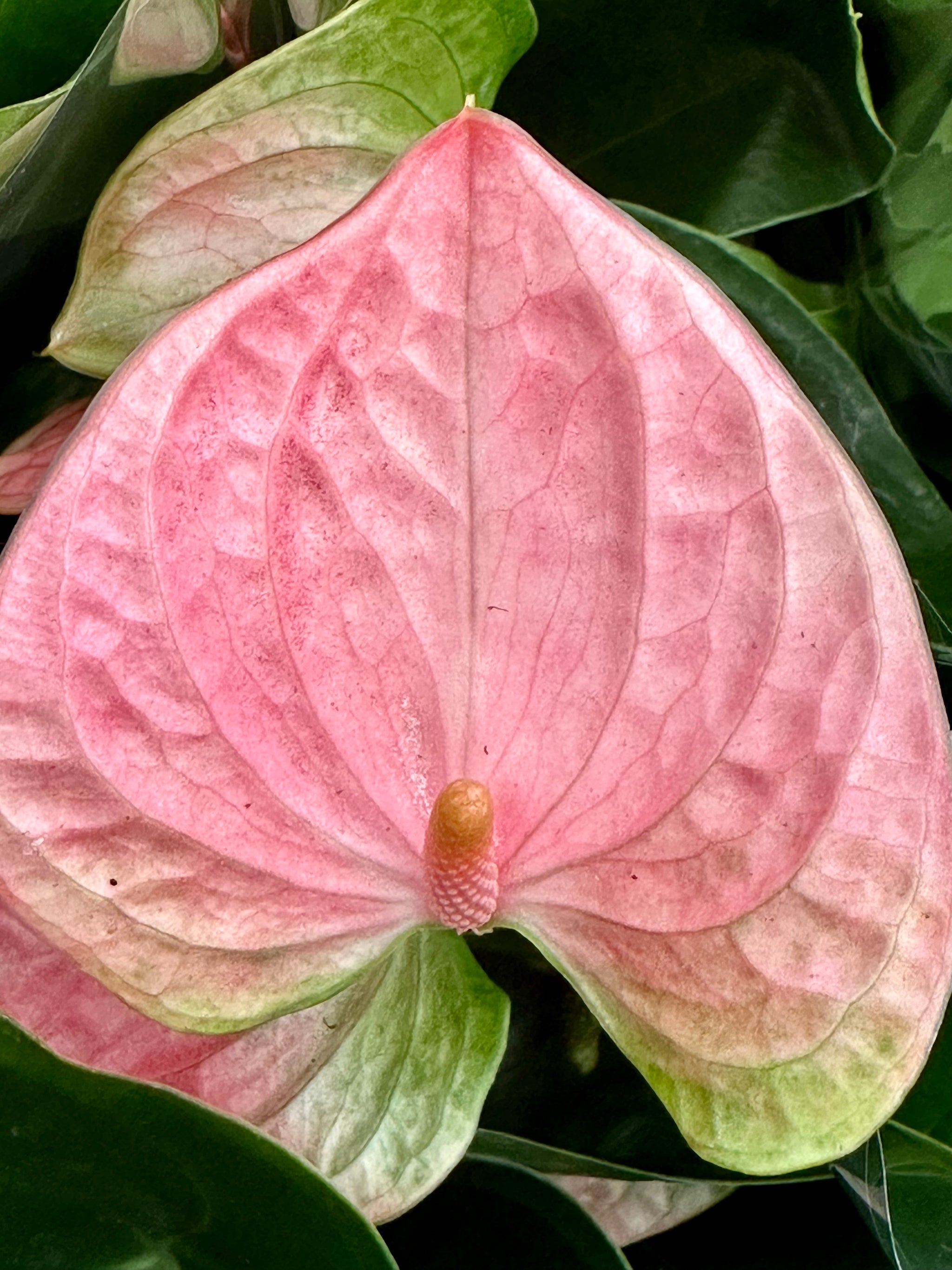 Anthurium Andreanum 4”