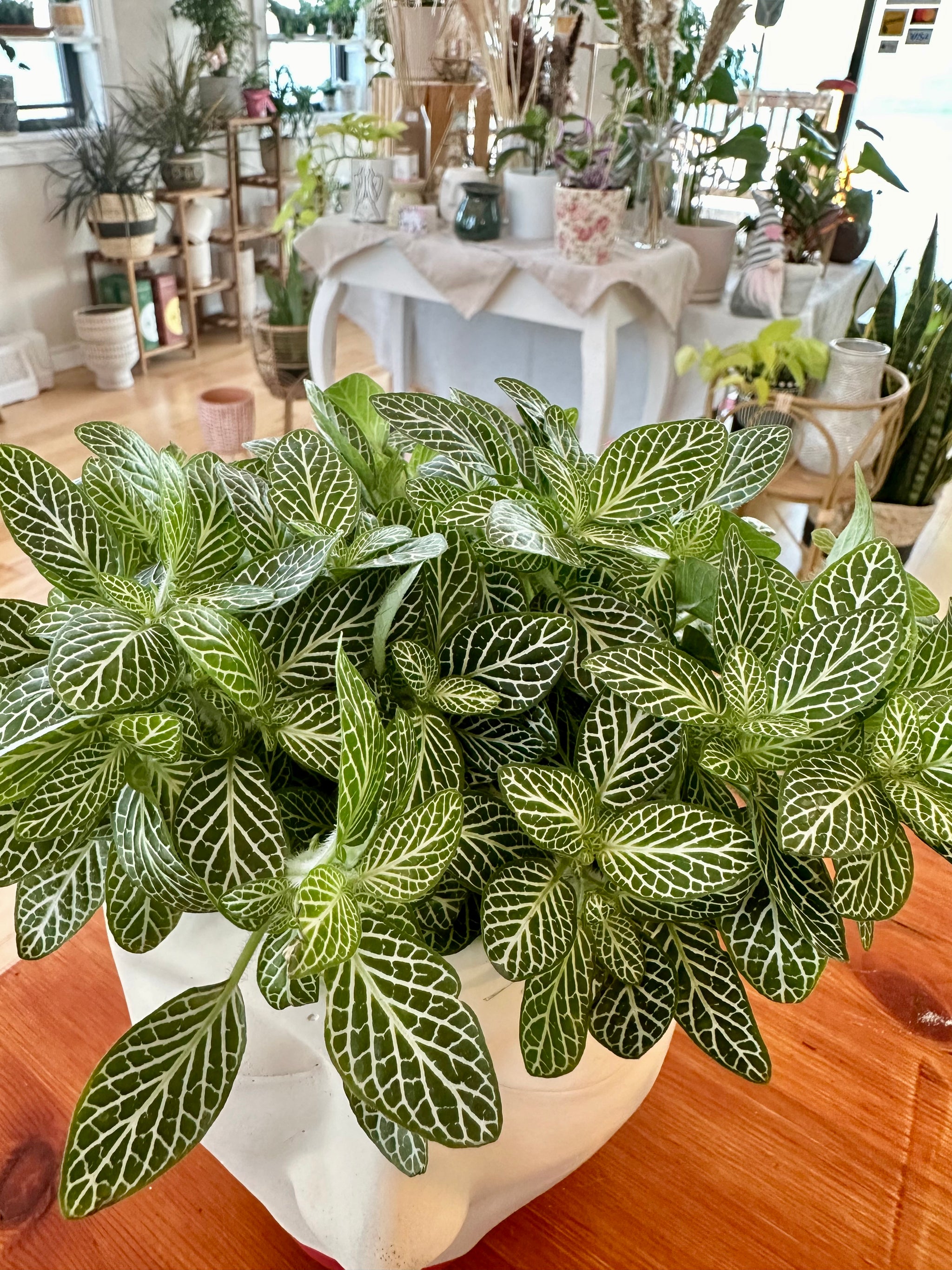 Fittonia Argyroneura