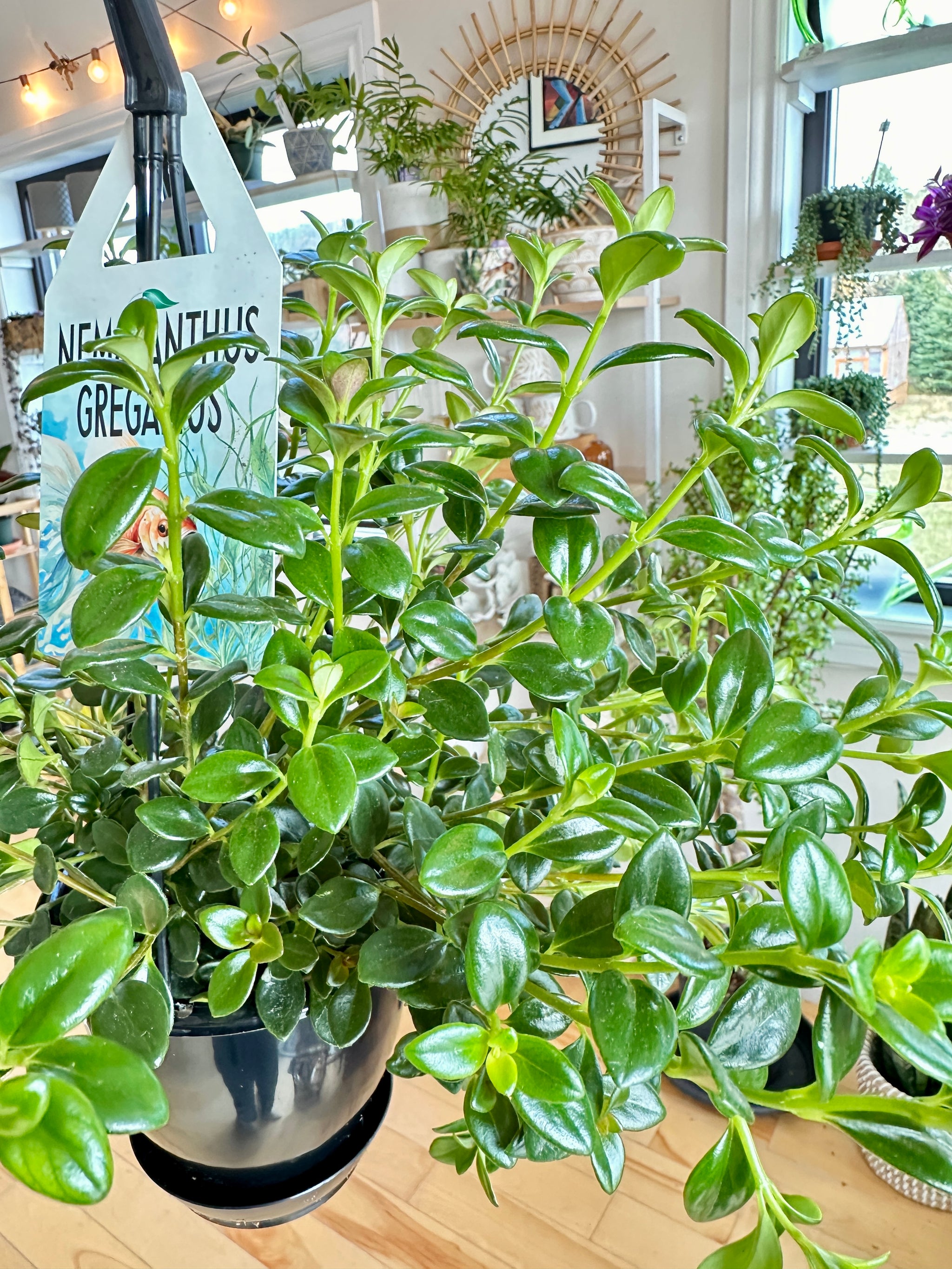 Nematanthus gregarius "Poisson rouge"