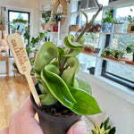 Hoya Carnosa 'Compacta'