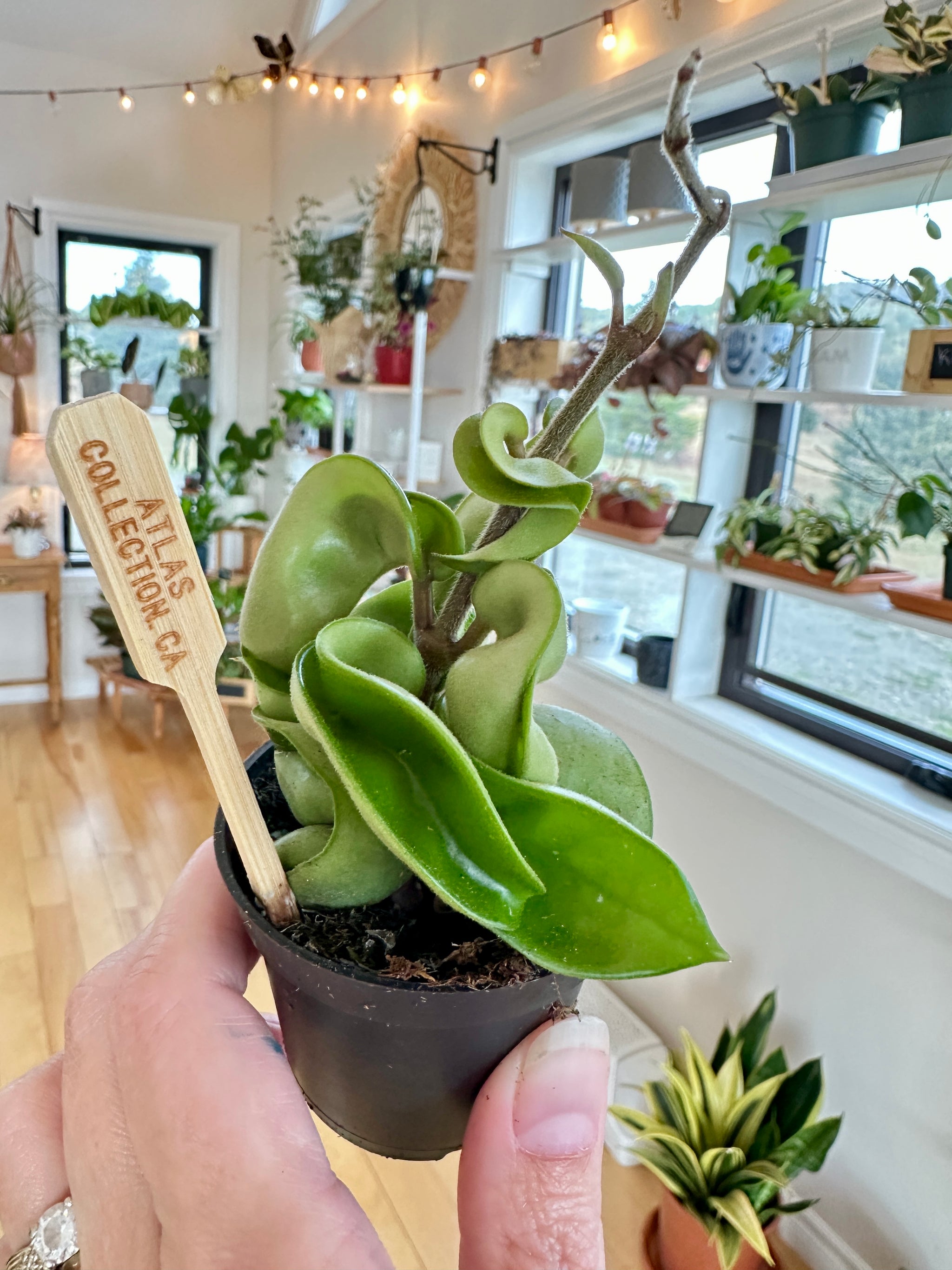 hoya carnosa compacta