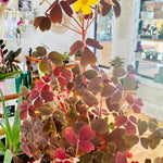 Oxalis articulata