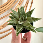 Haworthia limifolia var. Striata