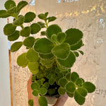 Plectranthus amboinicus