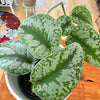 Scindapsus pictus/Pothos 'Exotica' 4"