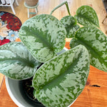 Scindapsus pictus/Pothos 'Exotica' 4"