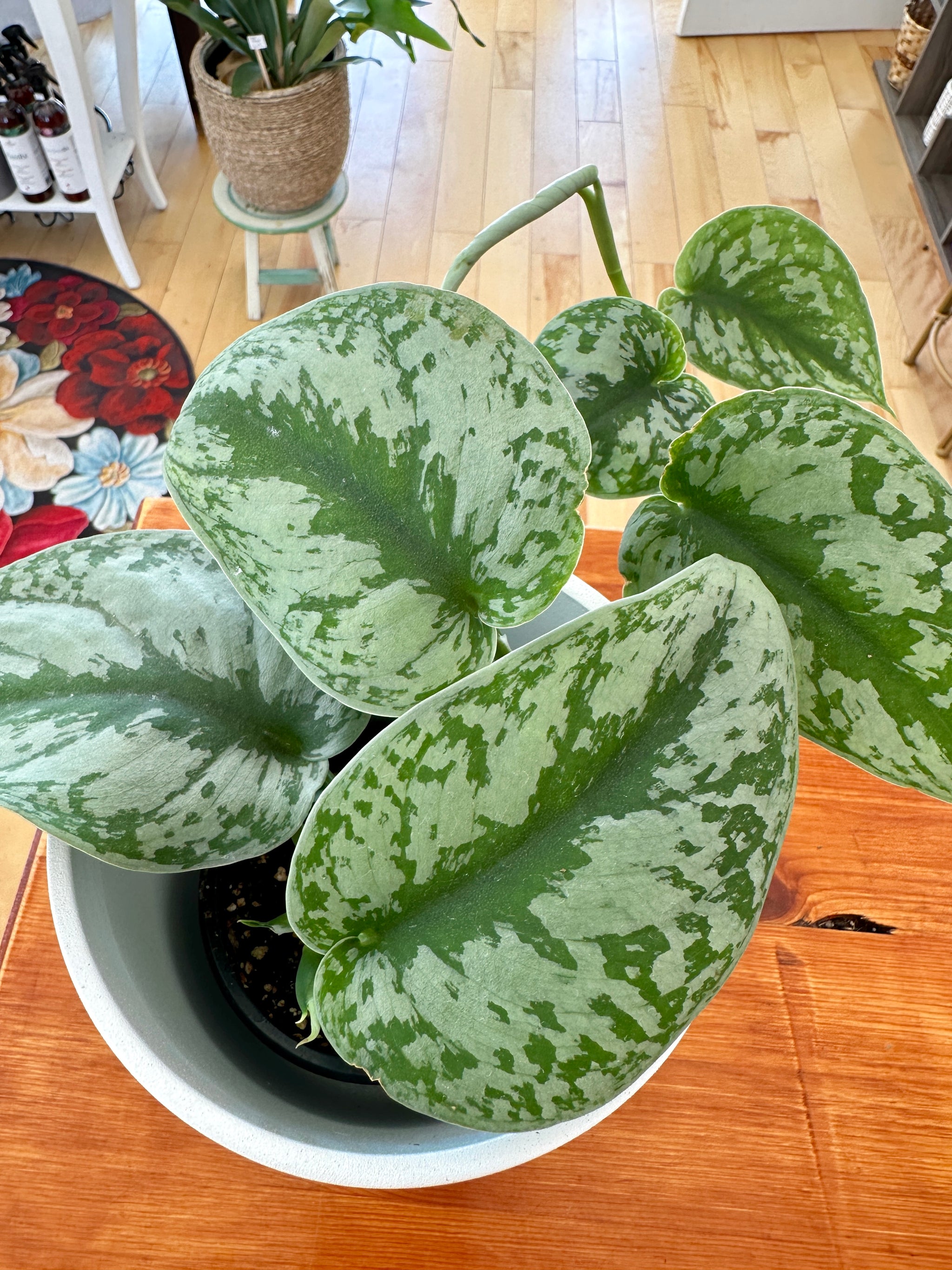 Scindapsus pictus/Pothos 'Exotica' 4"