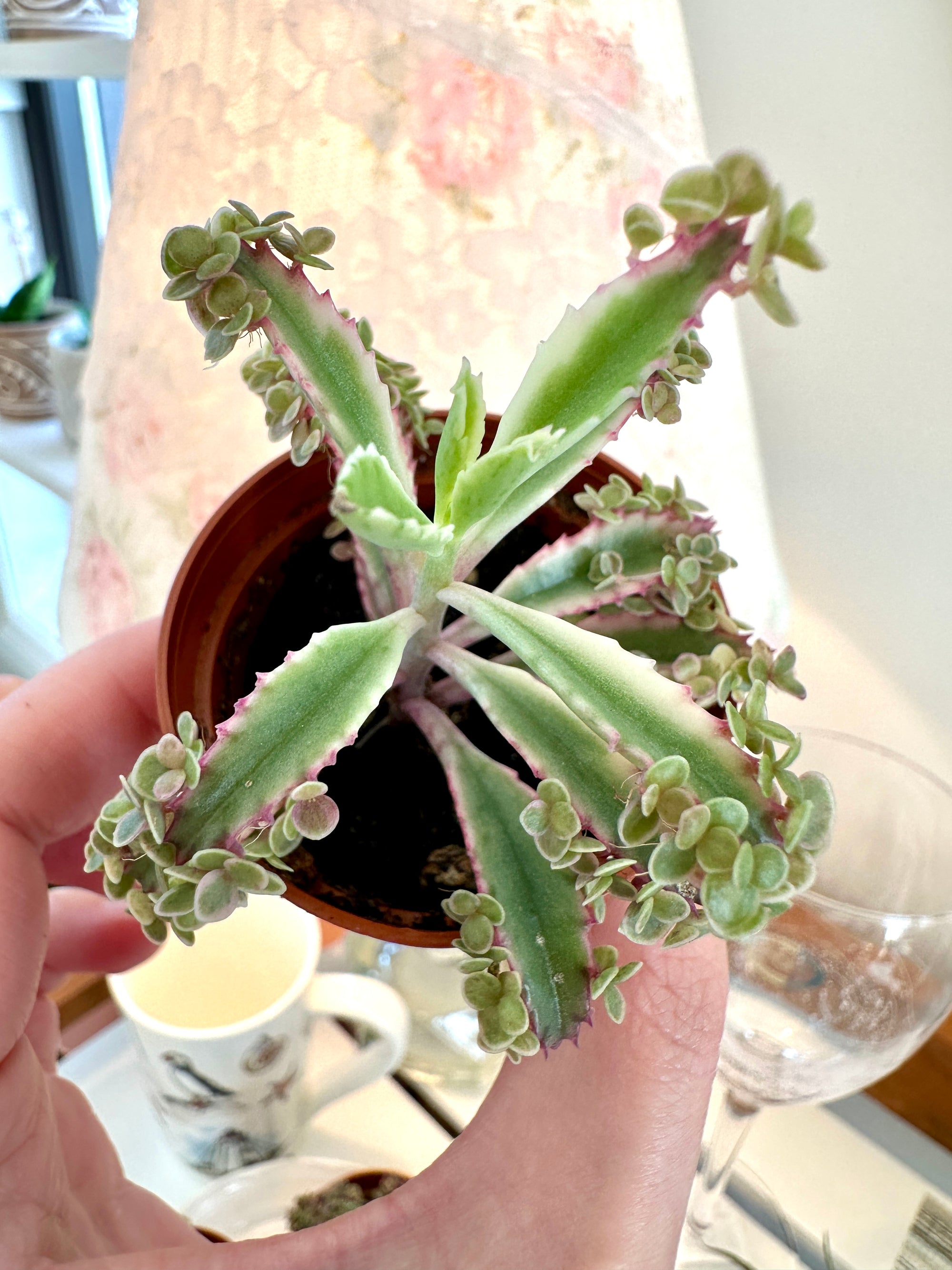 Kalanchoe daignemontiana “Pink Butterfly” variegata (Mother of Thousands)