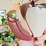 Nepenthes sanguinea