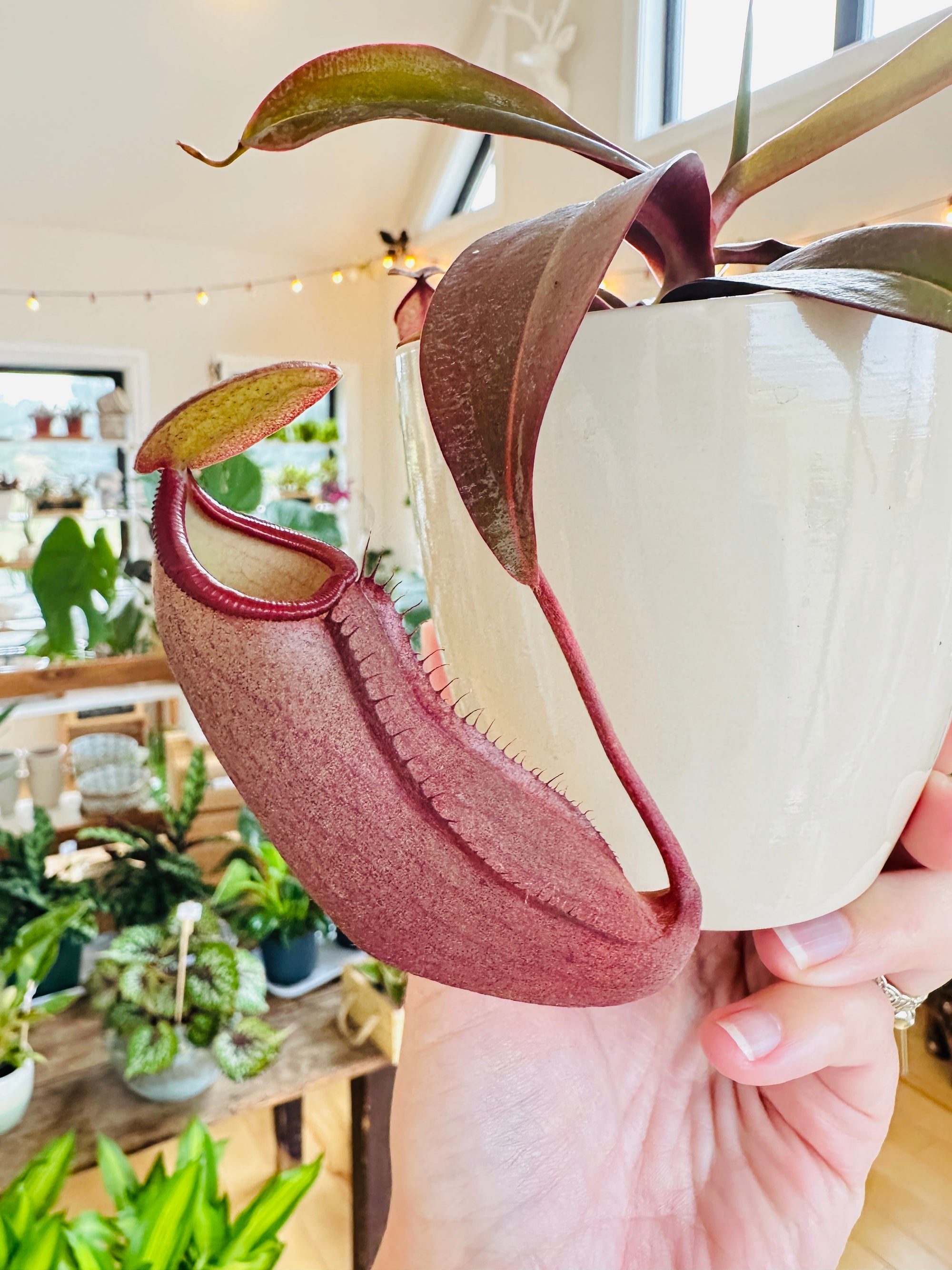 Nepenthes sanguinea
