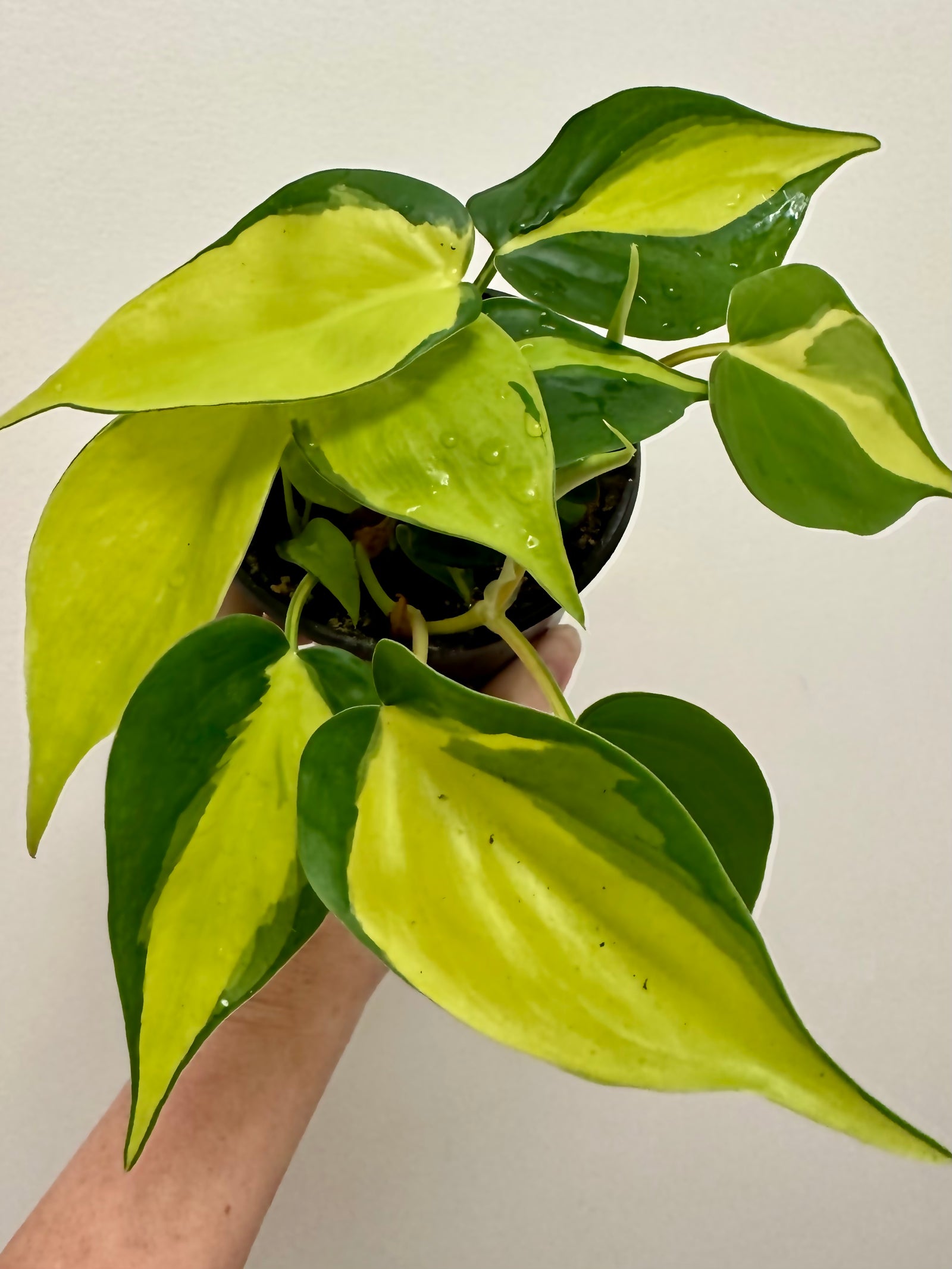 Philodendron Hederaceum 'Brasil'