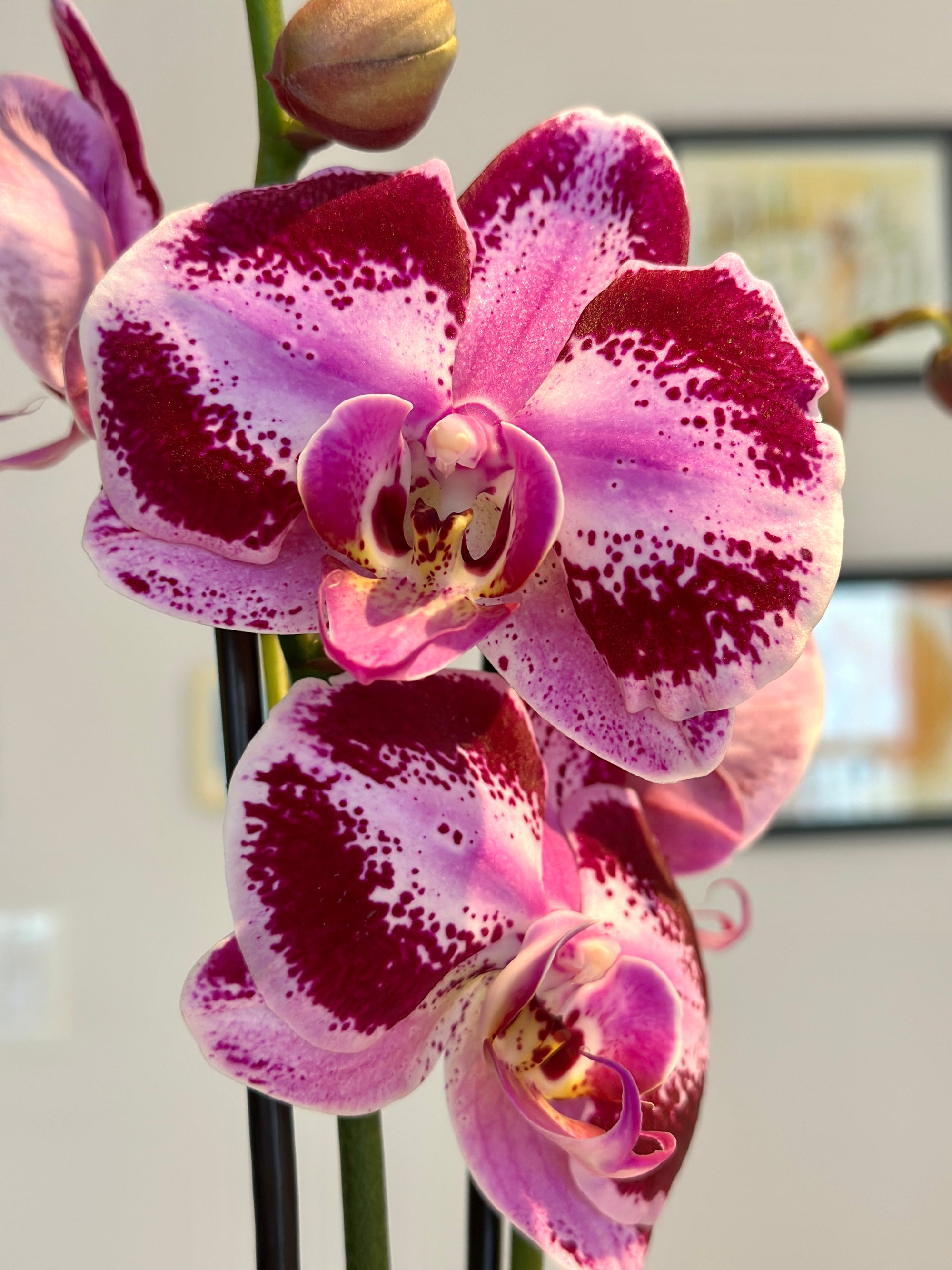 Phalaénopsis 'Orchidée' 5"