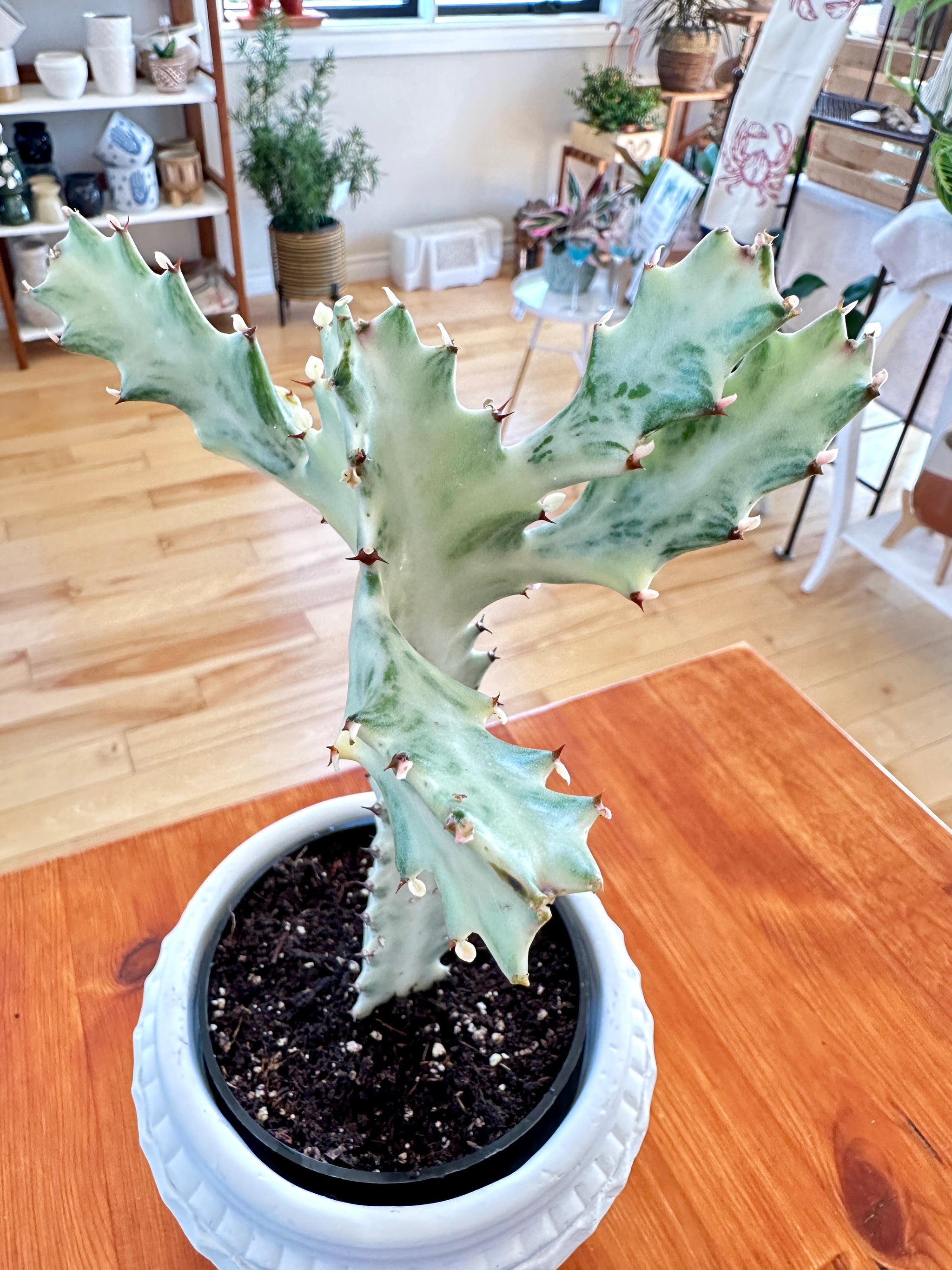 Euphorbia lactea 'White ghost'